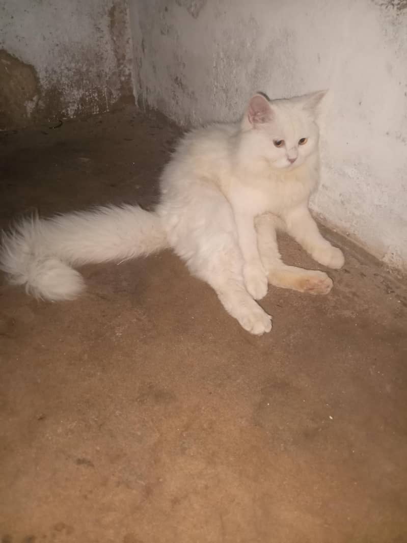 prshin cat 1