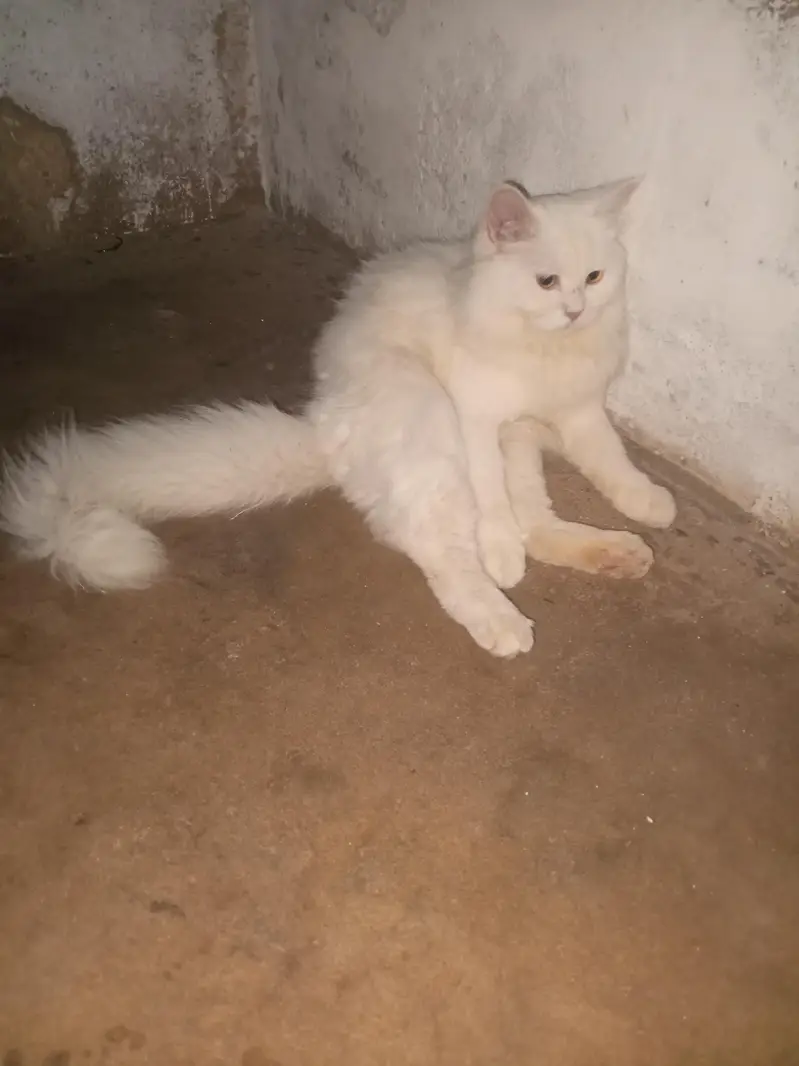 prshin cat — photo 2