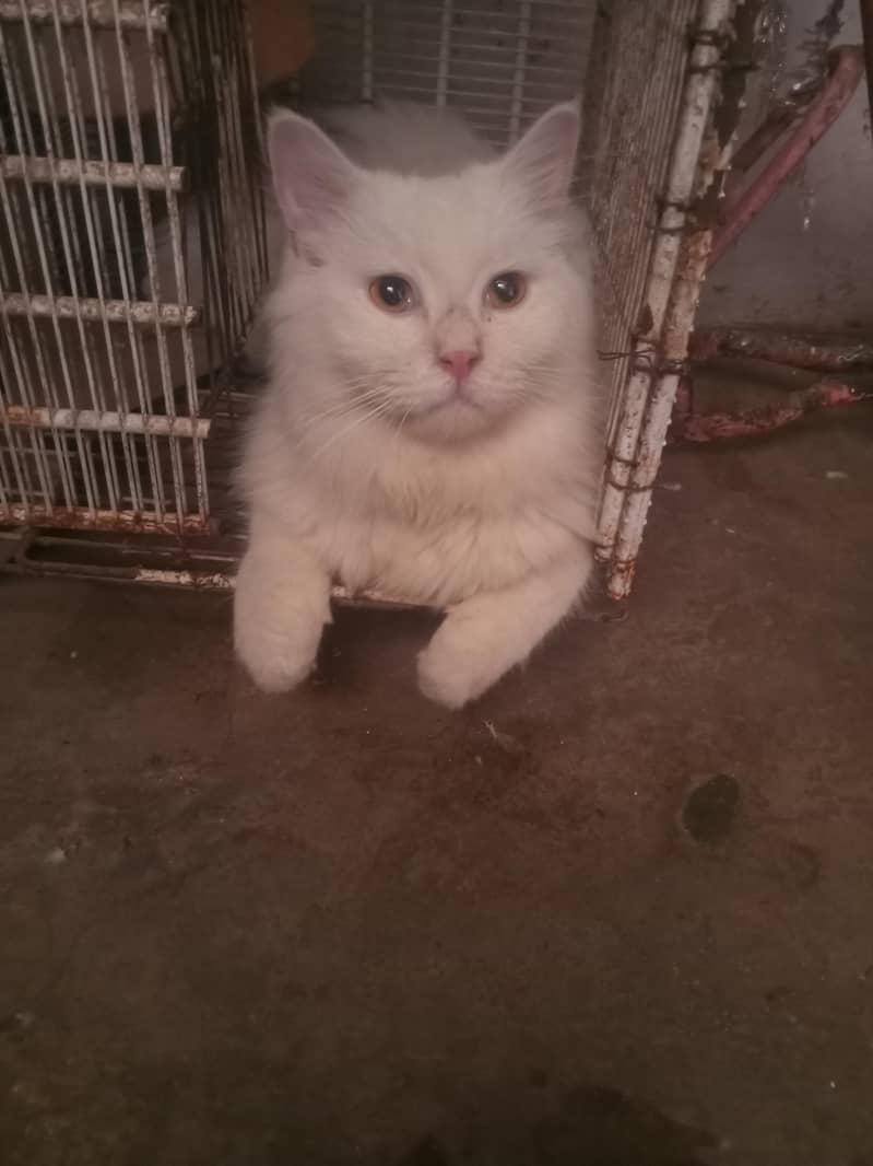 prshin cat 2