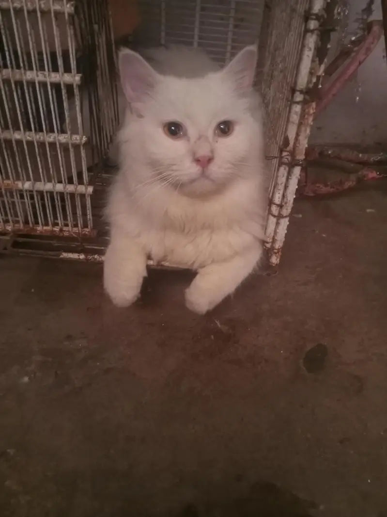 prshin cat — photo 3