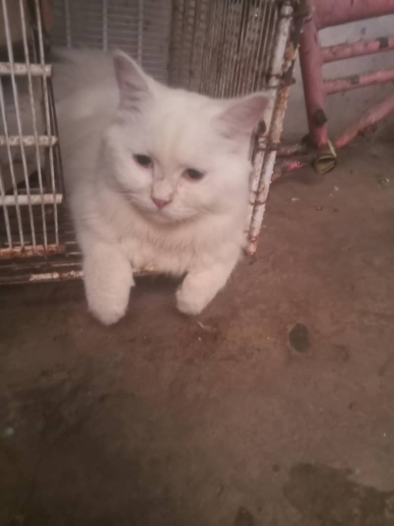prshin cat 3