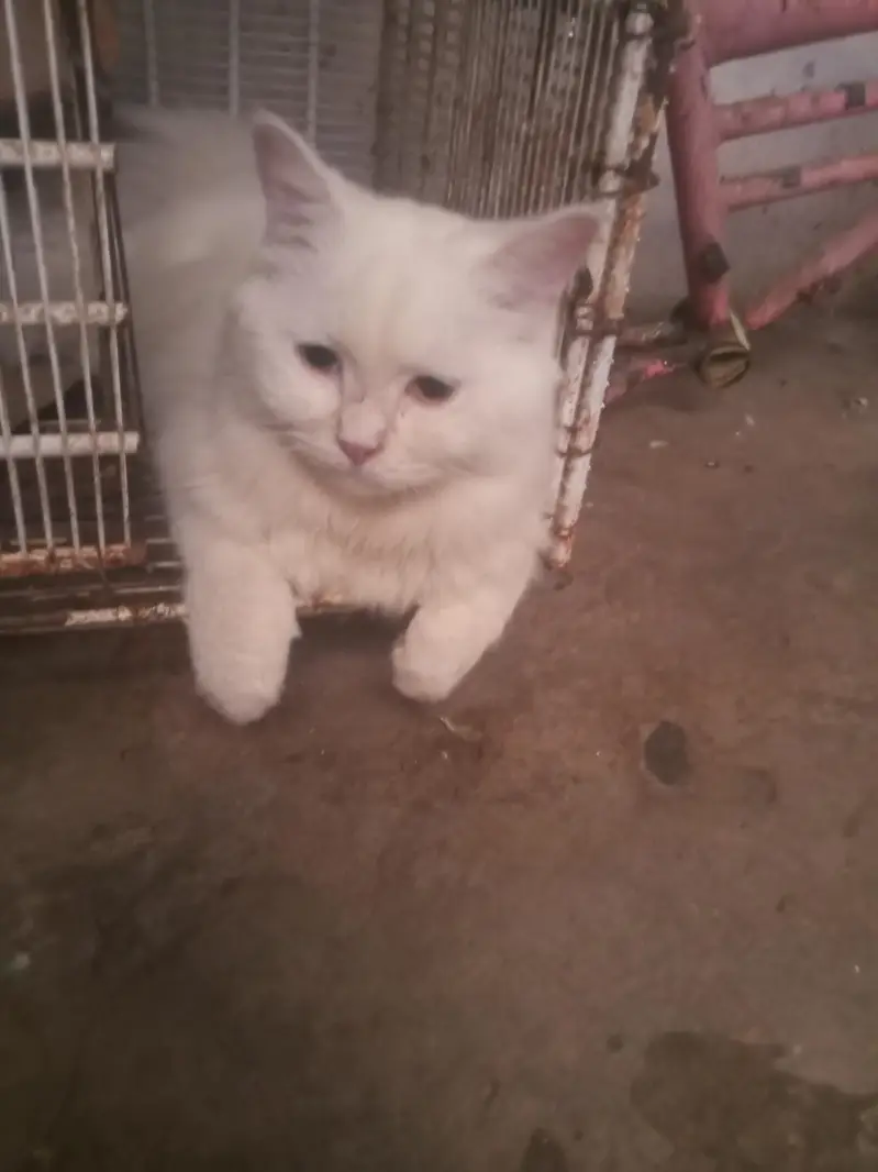 prshin cat — photo 4