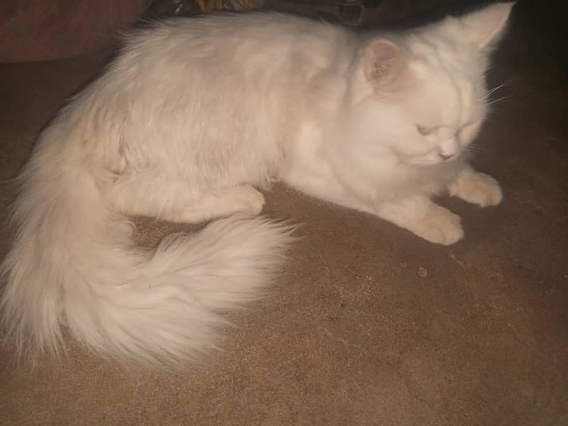 prshin cat 4