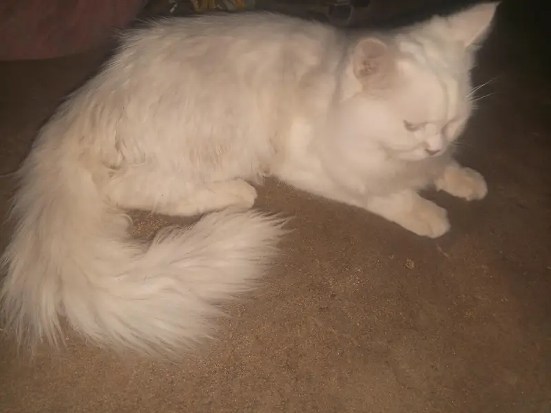 prshin cat — photo 5