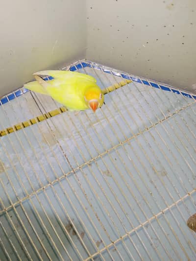Cremino Decino for sell