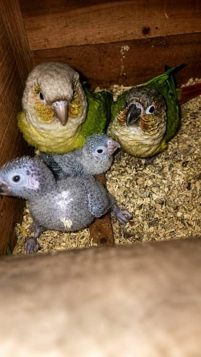 Pineapple conure confirm breeder pair ha chicks sale hogaye demand 17k