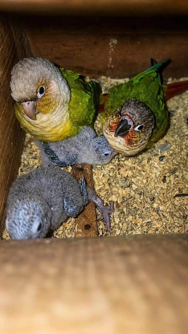 Pineapple conure confirm breeder pair ha chicks sale hogaye demand 17k — photo 2