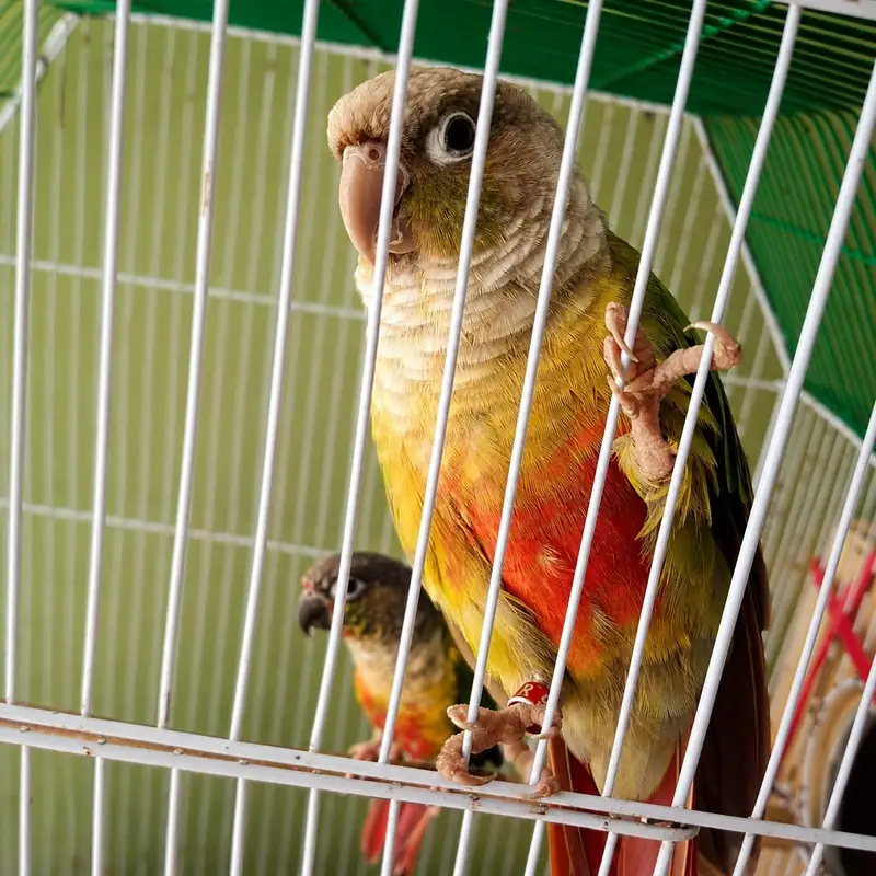 Pineapple conure confirm breeder pair ha chicks sale hogaye demand 17k — photo 3