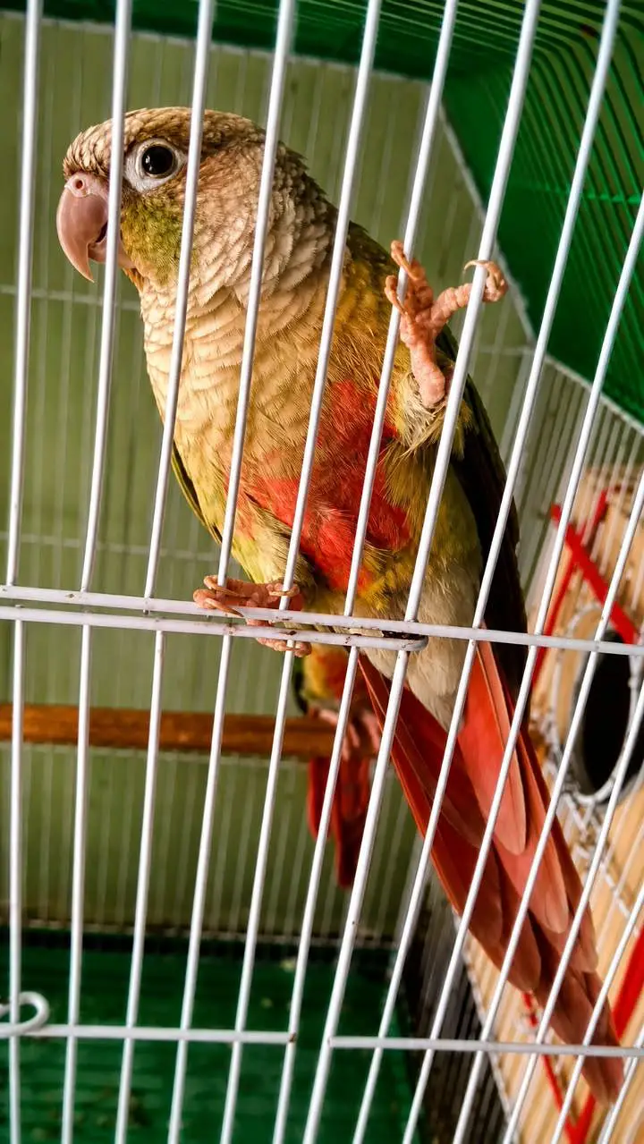 Pineapple conure confirm breeder pair ha chicks sale hogaye demand 17k — photo 4