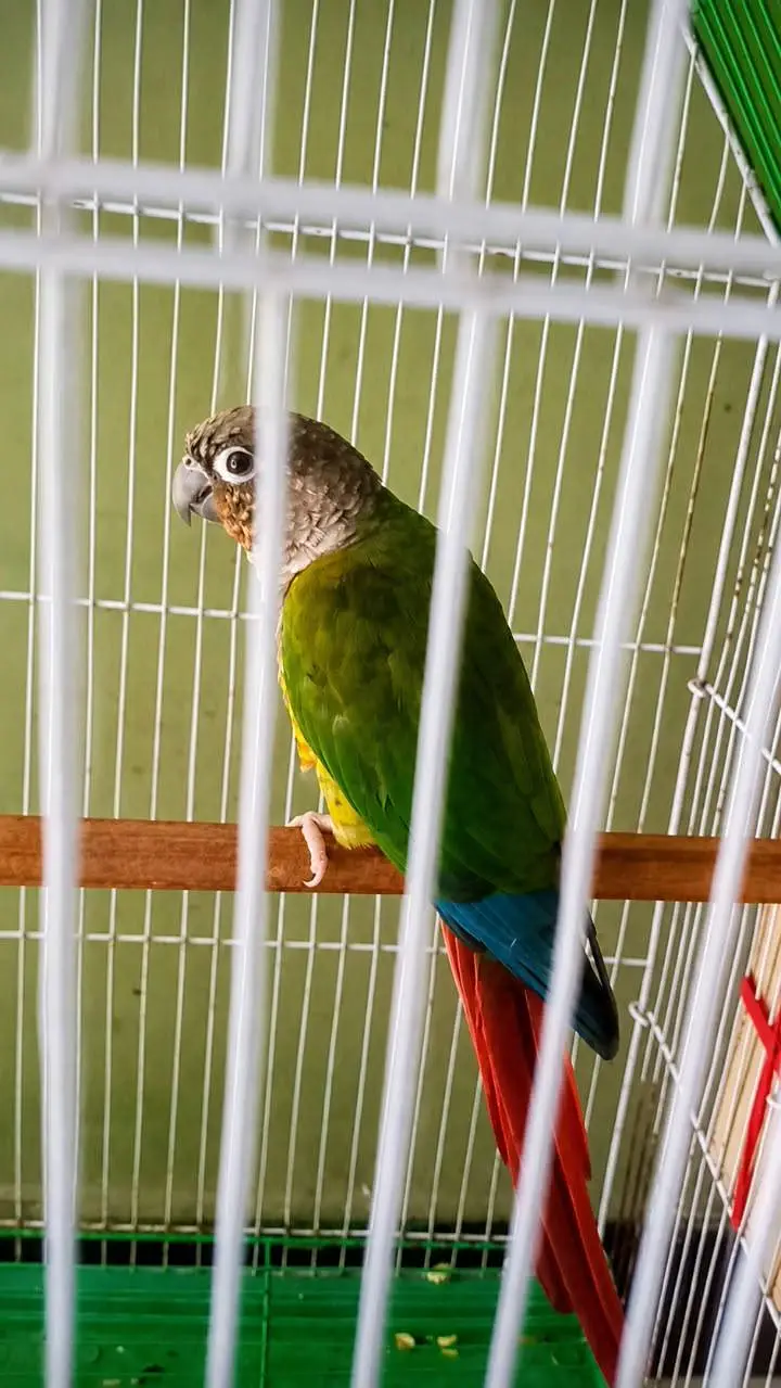 Pineapple conure confirm breeder pair ha chicks sale hogaye demand 17k — photo 5
