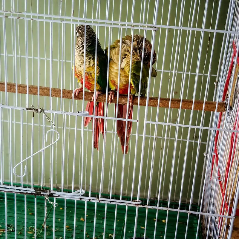 Pineapple conure confirm breeder pair ha chicks sale hogaye demand 17k — photo 6