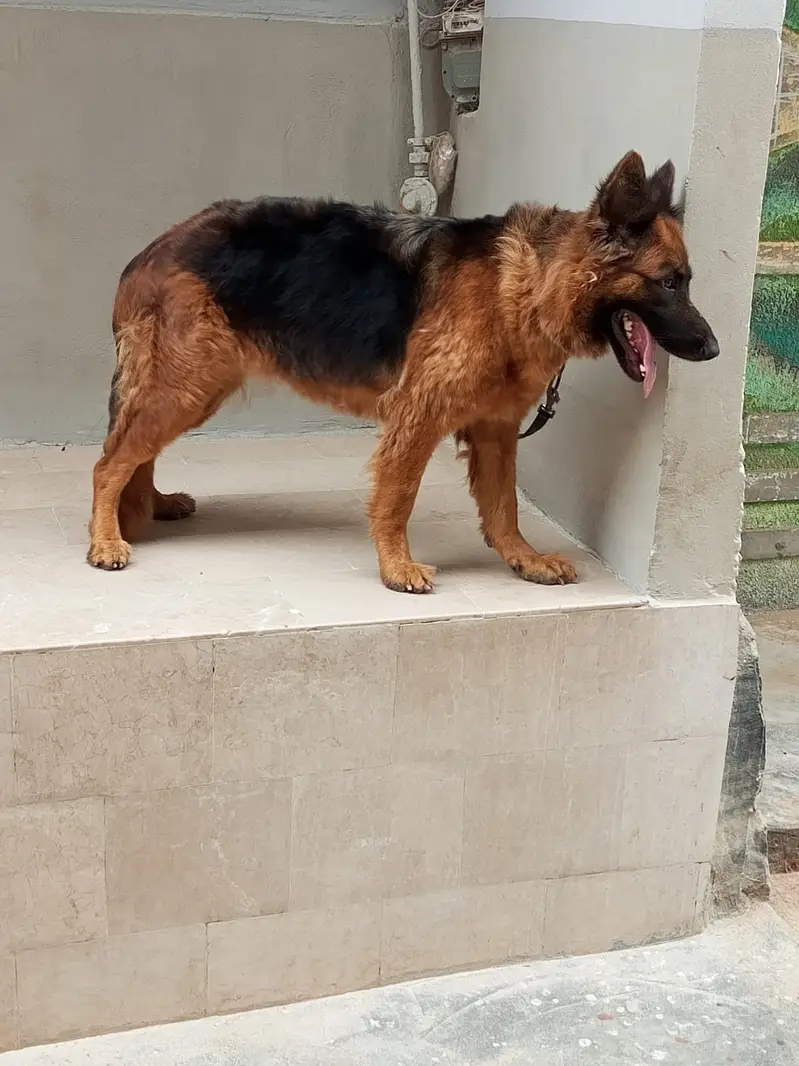 0343 7096383 German shepherd available for good home