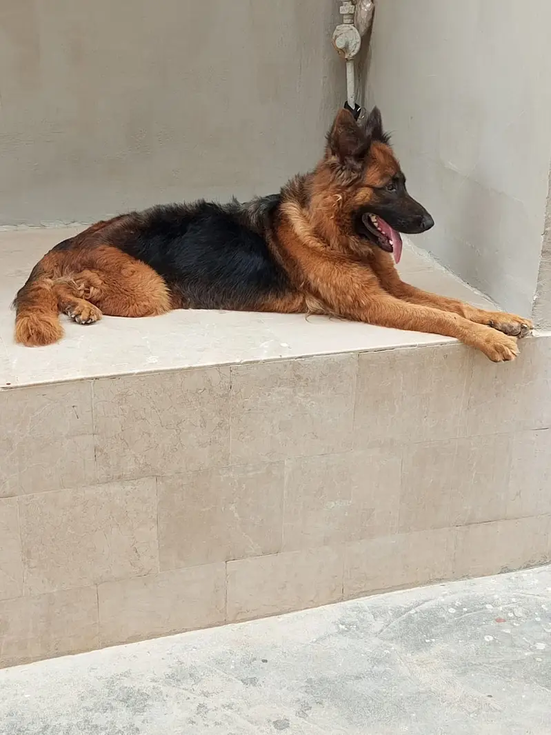 0343 7096383 German shepherd available for good home — photo 2