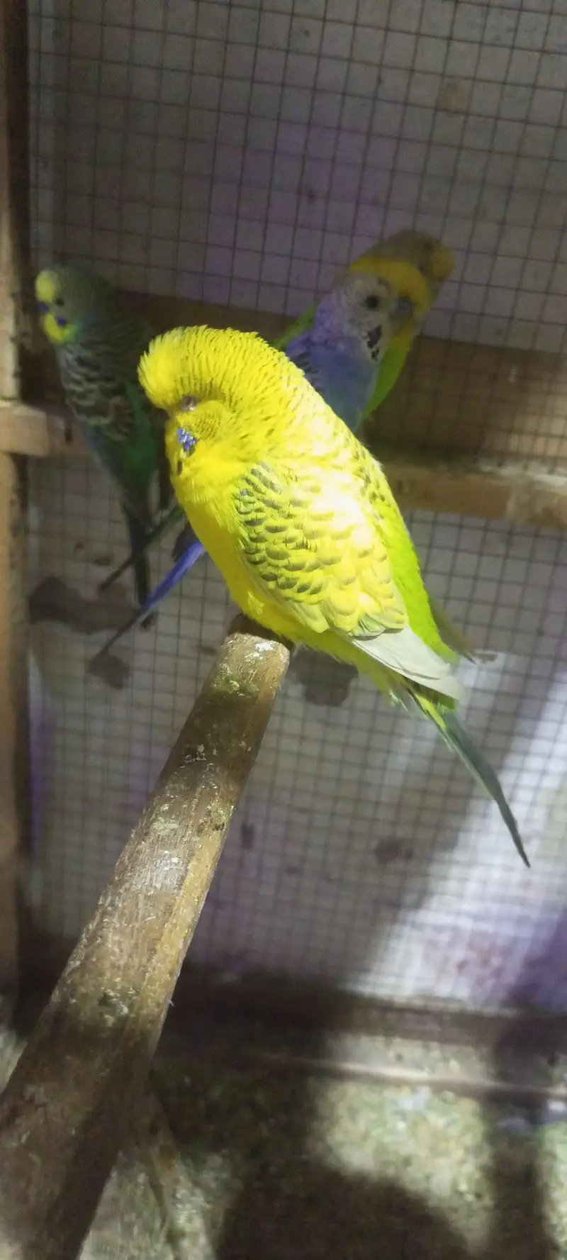 under exi fellow breeder male — photo 2