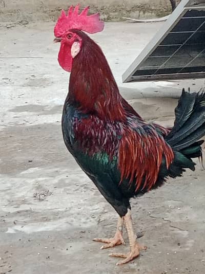 Khubsurat Desi Murgha For Sale