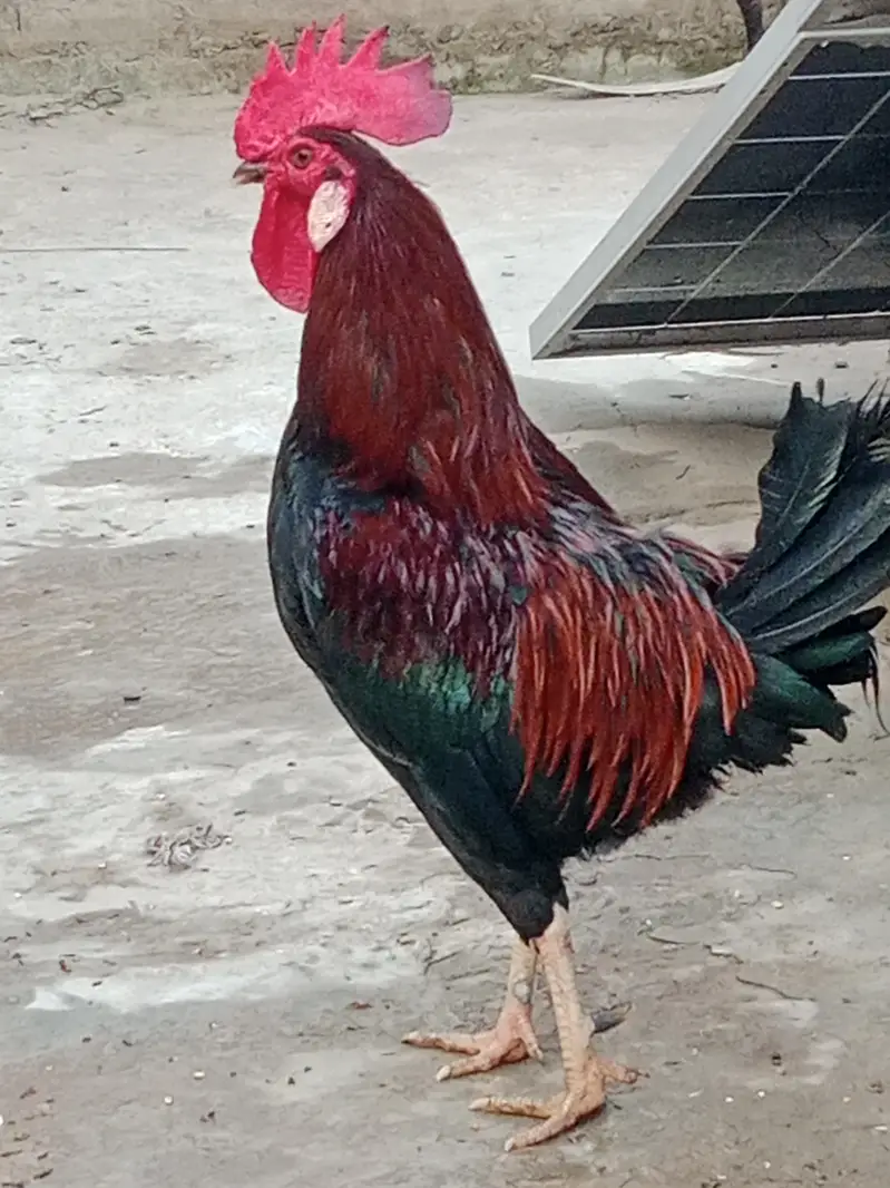 Khubsurat Desi Murgha For Sale