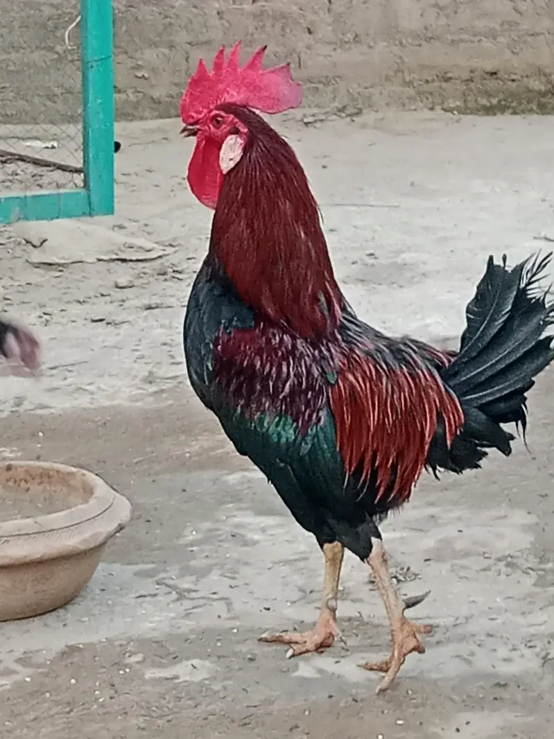 Khubsurat Desi Murgha For Sale — photo 2