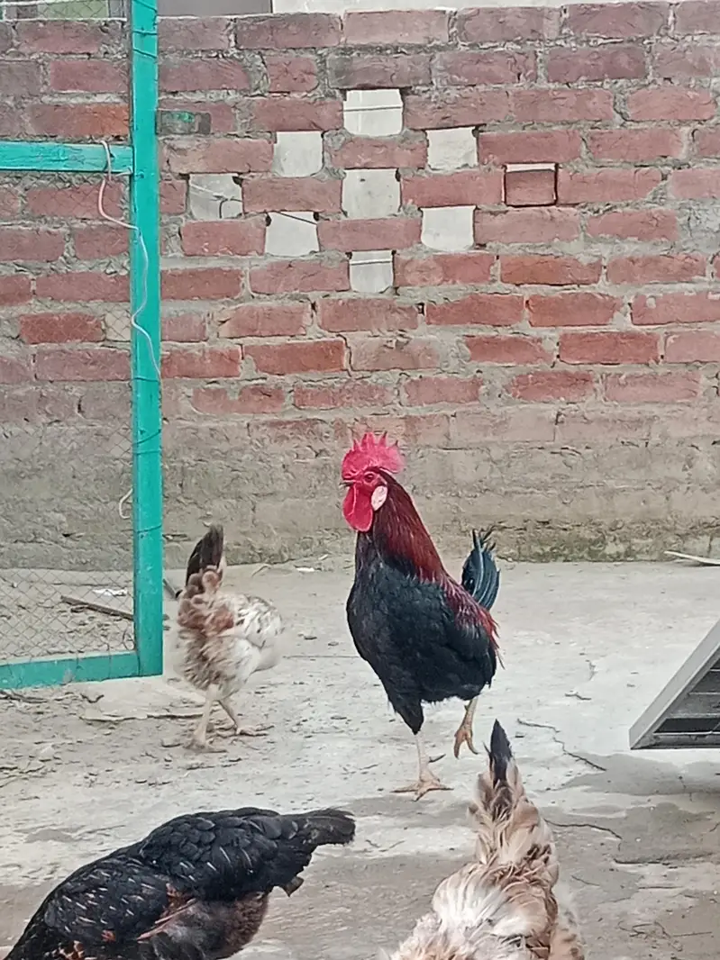 Khubsurat Desi Murgha For Sale — photo 3