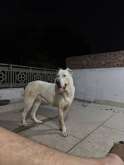 Pregnant Alabai female for sale