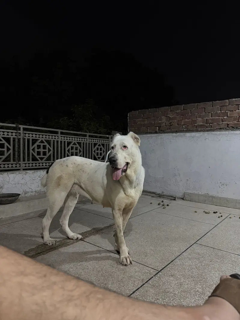 Pregnant Alabai female for sale