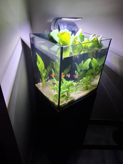IMPORTED AQUARIUM
