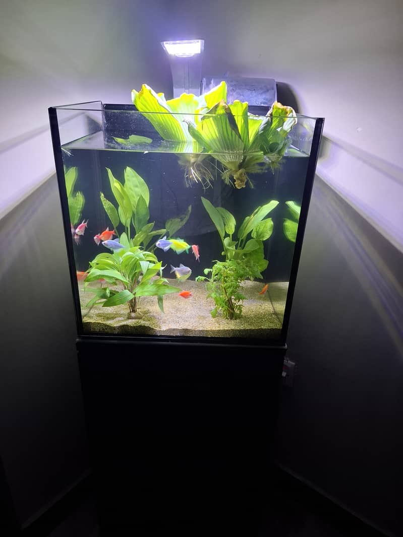 IMPORTED AQUARIUM 2