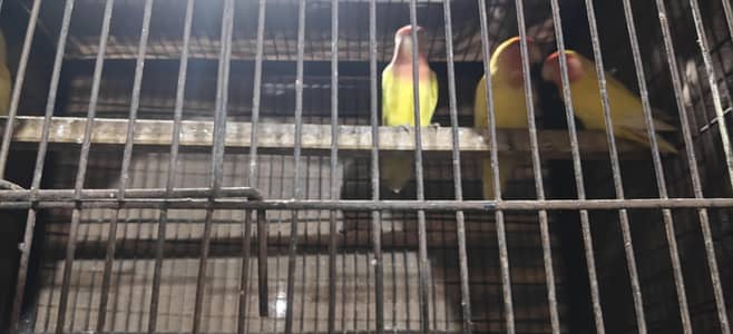 Breed: Love Birds (Yellow & Orange Head / Peachface)