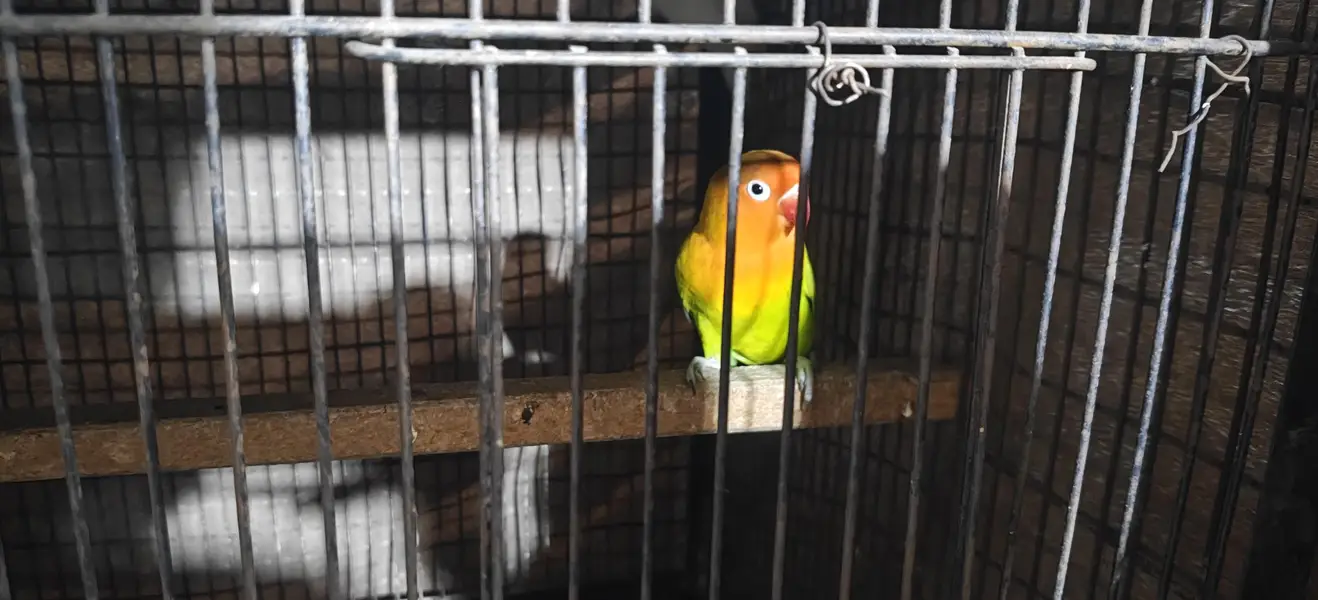 Breed: Love Birds (Yellow & Orange Head / Peachface) — photo 2