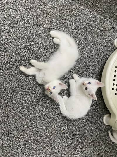 Persian Kittens for Sale