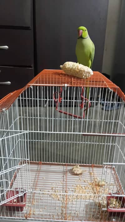 green parot hand time hai 0bite