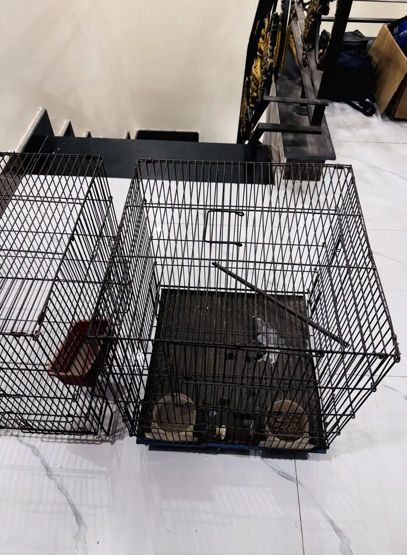 Bird Cage pair For Sale — photo 3