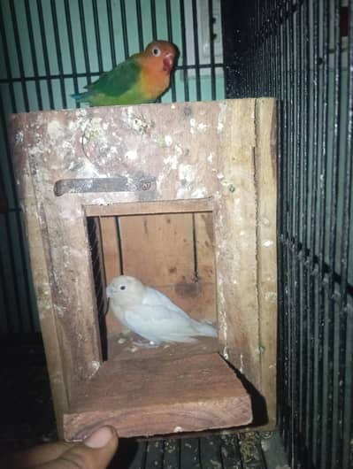 love birds healthy or active pair 03074812200