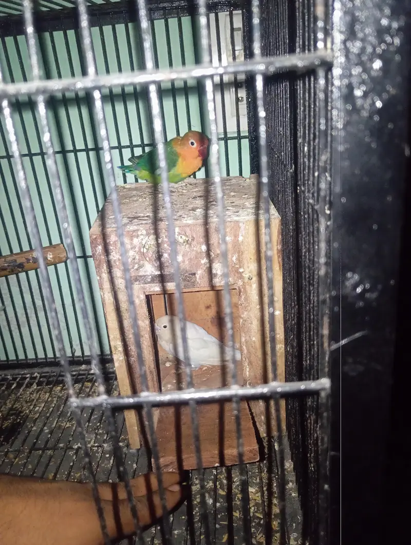 love birds healthy or active pair 03074812200 — photo 2