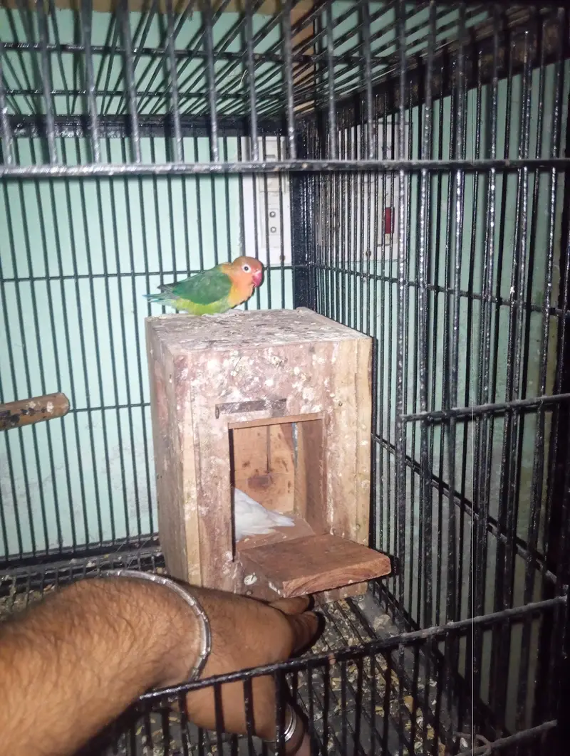 love birds healthy or active pair 03074812200 — photo 3