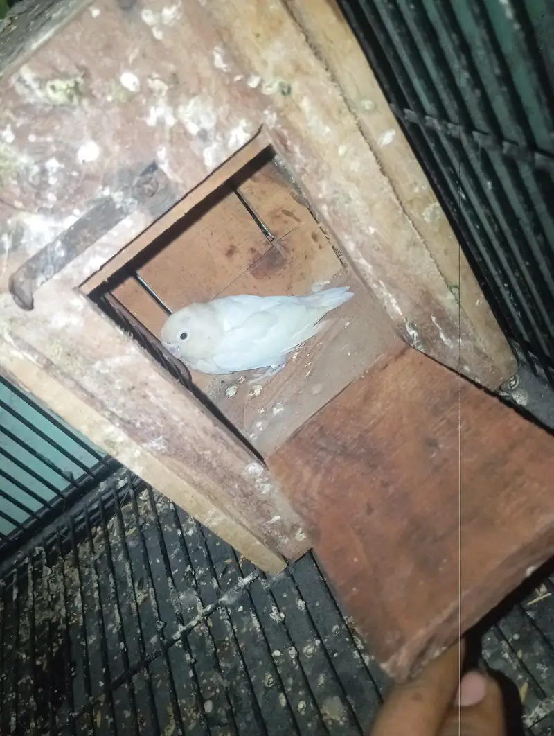 love birds healthy or active pair 03074812200 — photo 4