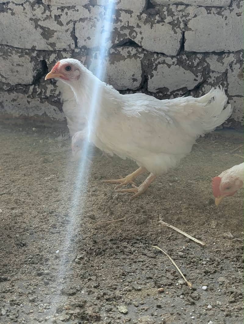 White bantum 6