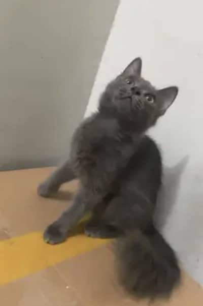 British Shorthair