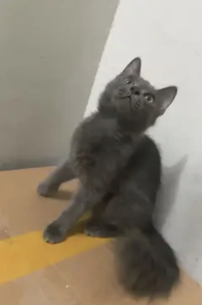 British Shorthair