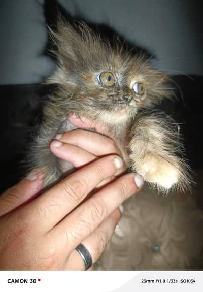 Persian punch face brown black color cat baby for sale 0305.4364606