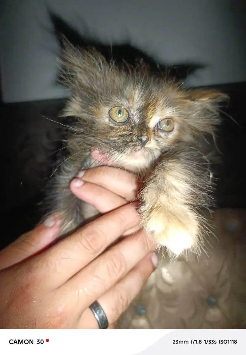 Persian punch face brown black color cat baby for sale 0305.4364606 — photo 2