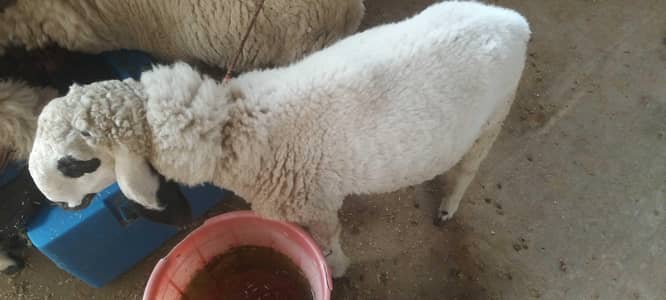 Male & Female . Chatra & paeed Home Breed