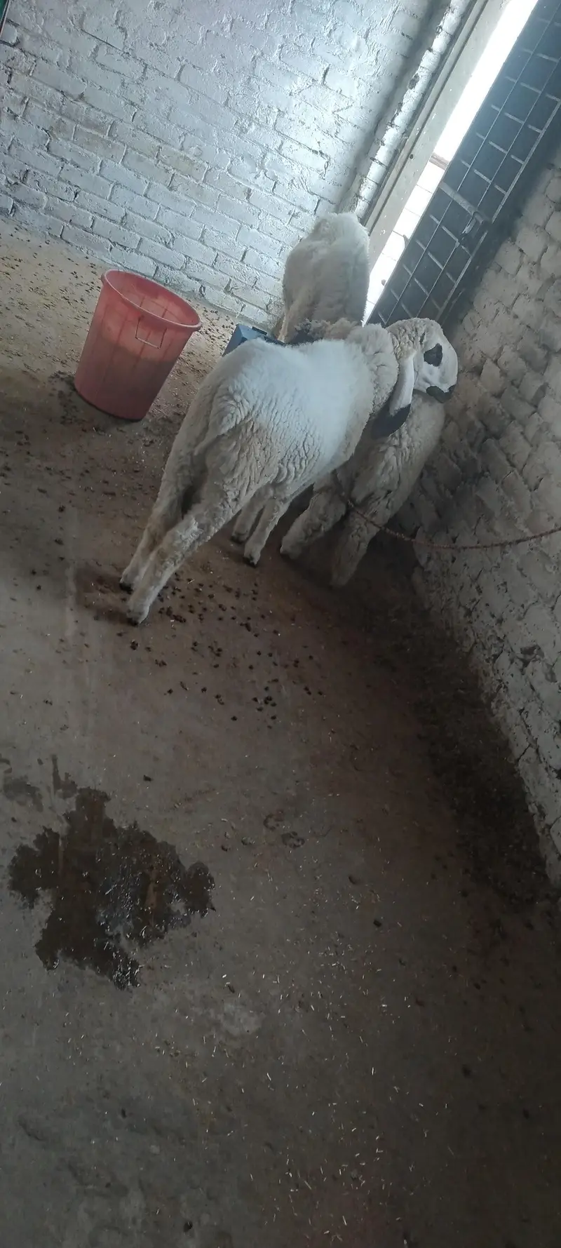 Male & Female . Chatra & paeed Home Breed — photo 3