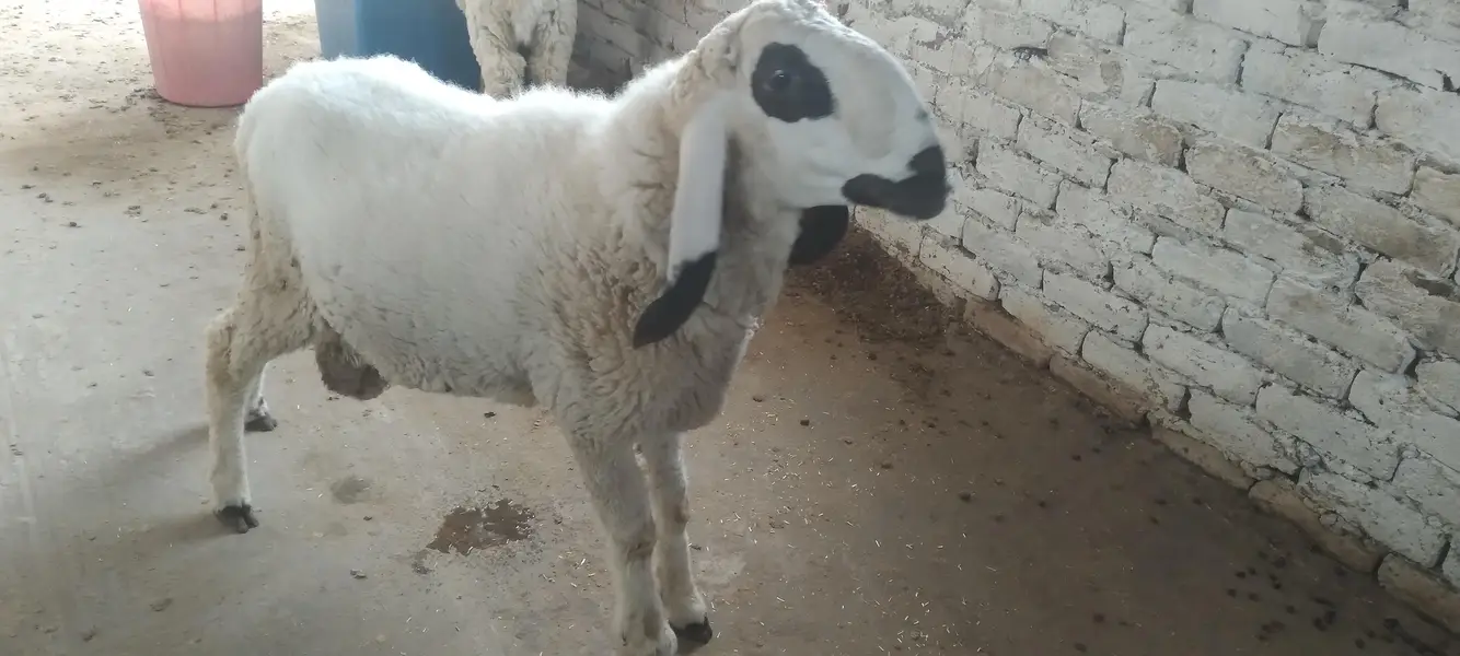Male & Female . Chatra & paeed Home Breed — photo 4