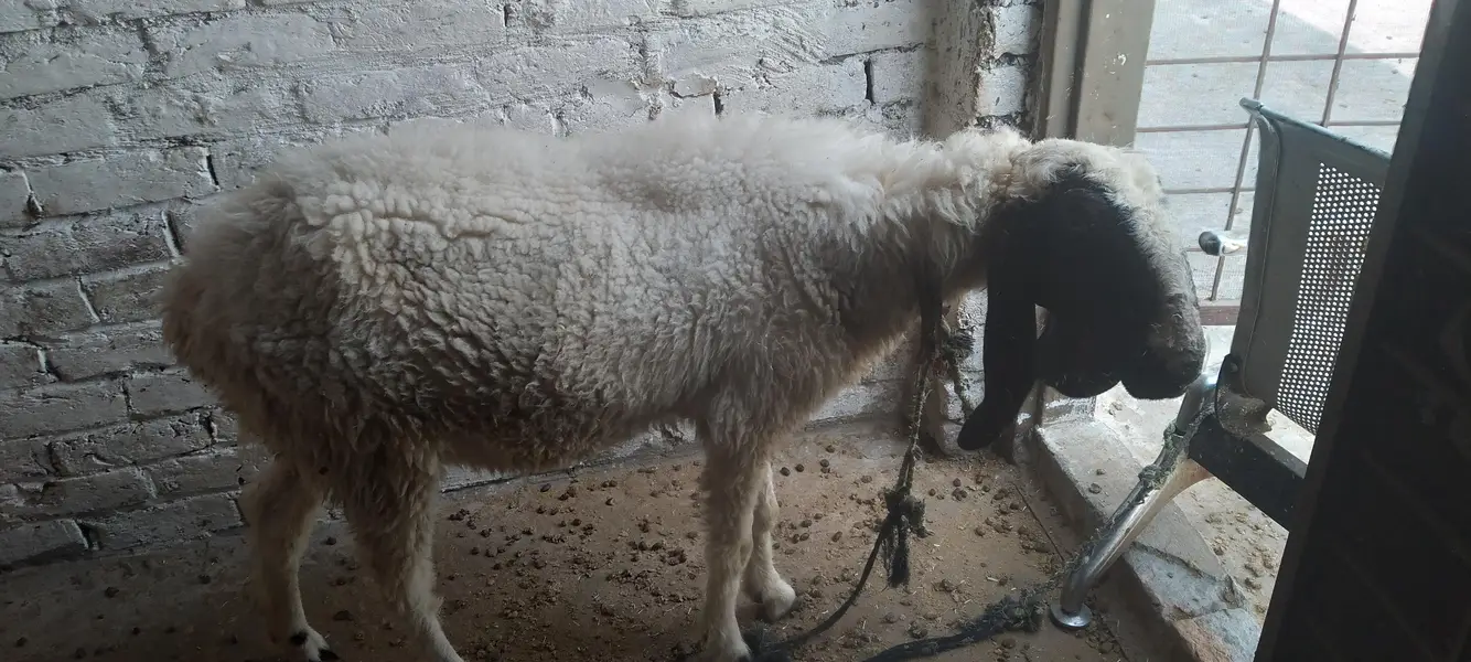 Male & Female . Chatra & paeed Home Breed — photo 5