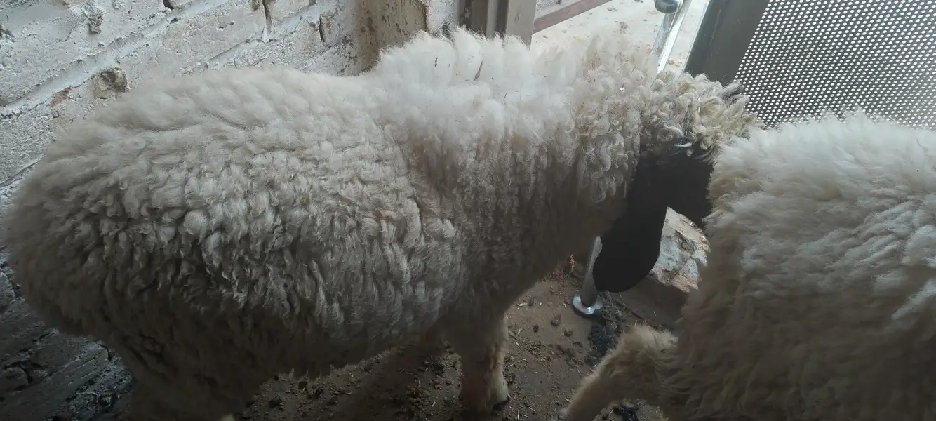 Male & Female . Chatra & paeed Home Breed — photo 6