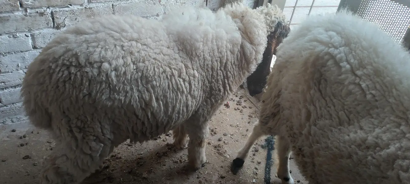 Male & Female . Chatra & paeed Home Breed — photo 10