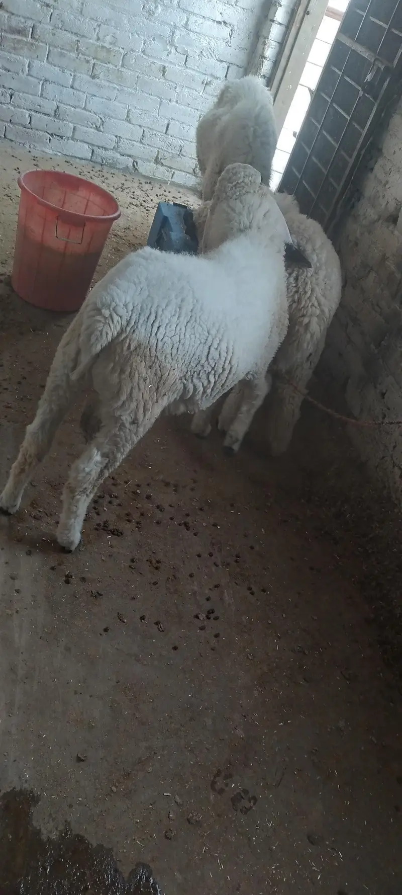 Male & Female . Chatra & paeed Home Breed — photo 11
