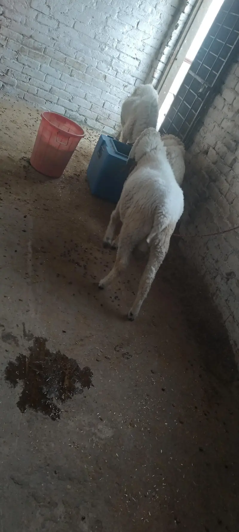 Male & Female . Chatra & paeed Home Breed — photo 12