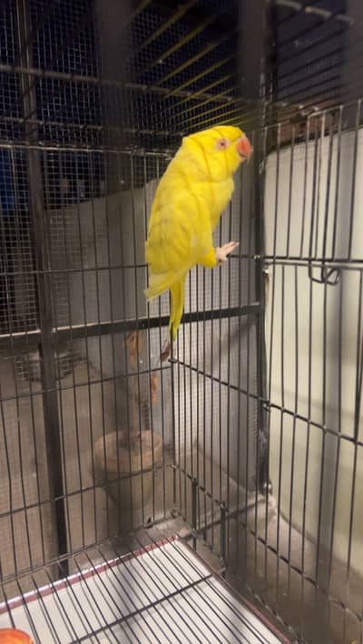 Yellow breeder female