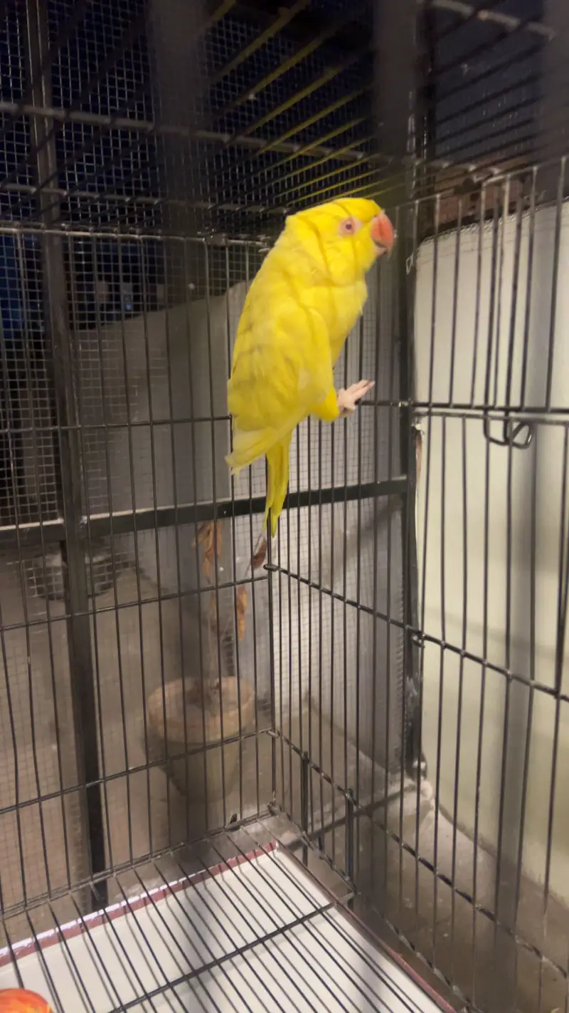 Yellow breeder female